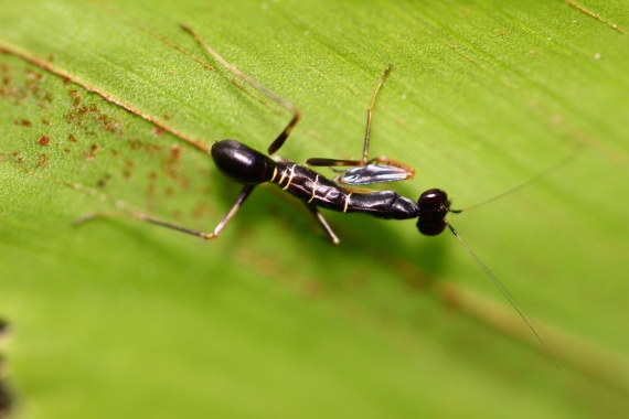 The nymphs of some mantises and phasmids mimic ants, perhaps to decrease the likelihood of becoming prey.