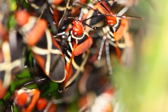 Ria informed us that these bugs are known as cotton stainers as they belong in the same family as bugs which are notorious for staining cotton in production, rendering them unfit for sale. This particular species of course, has nothing to do with that bad rep.