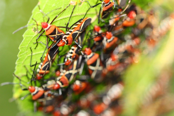 Cotton Stainer bug swarms are not uncommon sights