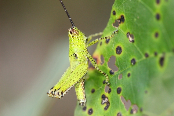 Here's another (this one's a grasshopper nymph)