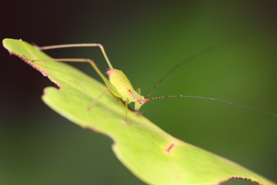 And another (katydid nymph)