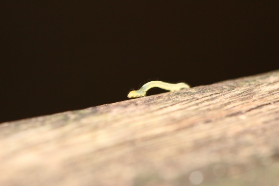 Tiny inchworm moving along in a ridiculously adorable, loopy fashion.