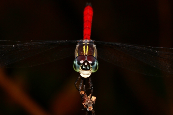 The Scarlet Grenadier dragonfly (Lathrecista asiatica), also known as the Asiatic Blood Tail