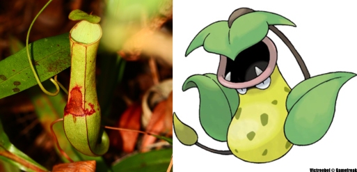 Slender Pitcher Plant (Nepenthes gracilis) and the Pokemon Victreebel