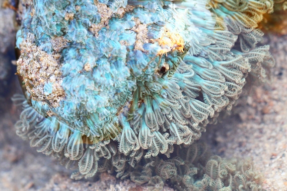Corals come in all shapes and sizes, like this cool blue Xenia sp.