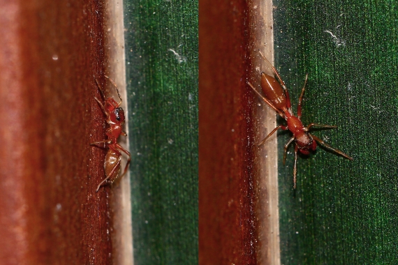 This "red ant" is actually a Myrmarachne jumping spider. This female makes a pretty convincing ant from afar, but males have gigantic jaws that make them more attractive to females, but also look less like ants. Survival/food, or sex? Can't have both hehe.