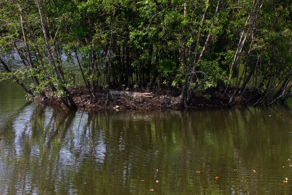 Is that a dead log on that mangrove island? I think not. (what a crock!)