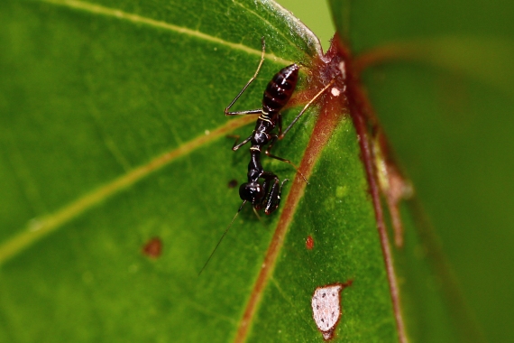 This "black ant" is actually a mantis nymph! Young mantids and leaf insects typically mimic a variety of ant species, which apparently serves to improve their survivability. They turn green/brown as they mature.