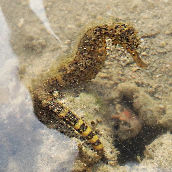 Seahorses don't move much, but they're very much alive!
